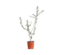eGarden.store - Pianta vera di Biancospino Comune o Crataegus Monogyna - Altezza pianta: 80 cm Diametro vaso: 17 cm - Arbusto ornamentale dai fiori rosa e bacche bianche da coltivare all'esterno