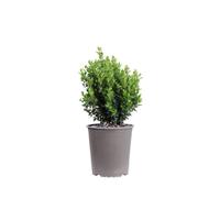 eGarden.store - Pianta vera di Bosso Buxus Newgen Freedom | Altezza 35 cm - Diametro vaso: 19 cm | resistente alle malattie e alle basse temperature ideale per siepe