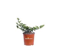 eGarden.store - Pianta vera di Carissa Macrocarpa Grandiflora - Altezza pianta: 15 cm Diametro vaso: 17 cm - Pianta con fiori grandi e profumati frutti commestibili resistente e facile da coltivare