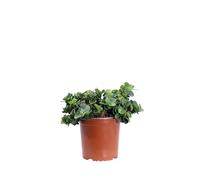 eGarden.store - Pianta vera di Carissa Macrocarpa Nana o Carissa Prostrata - Altezza pianta: 15 cm Diametro vaso: 17 cm - Pianta ornamentale con fiori bianchi e frutti commestibili da esterno