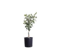 eGarden.store - Pianta vera di Carrubo Nano o Ceratonia Siliqua | Altezza: 70 cm - Diametro vaso: 24 cm | Pianta nana ad innesto basso ornamentale idelae per balcone, terrazzo e giardino.