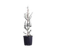 eGarden.store - Pianta vera di Cedrus Atlantica Glauca o Cedro dell'Atlantico Blu | Altezza: 80 cm - Diametro vaso: 24 cm | Confifera ad albero ornamentale resistente da esterno