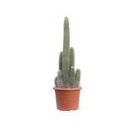 eGarden.store - Pianta vera di Cleistocactus Strausi | Altezza: 45 cm - Diametro vaso: 20 cm | Cactus colonnare lanoso con fiori rossi ornamentale da coltivare all'esterno o interno