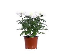 eGarden.store - Pianta vera di Crisantemo o Chrysanthemum Indicum Anastasia vari colori - Altezza pianta: 30 cm Diametro vaso: 15 cm - Pianta autunnale facile da coltivare all'esterno (Bianco)