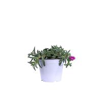 eGarden.store - Pianta vera di Delosperma Cooperi Ocean Sunset | Altezza: 5 cm - Diametro vaso: 14 cm | Tappezzante dal fiore fucsia resistente ornamentale da esterno