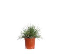 eGarden.store - Pianta vera di Deschampsia Cespitosa | Altezza 25 cm - Diametro vaso: 17 cm | graminacea ornamentale fiori piumosi da coltivare all'esterno