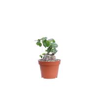 eGarden.store - Pianta vera di Dioscorea Elephantipes o Piede di Elefante - Altezza: 8 cm Diametro vaso: 12 cm - Rara, caducifoglia, ornamentale dal portamento rampicante da coltivare all'interno