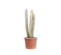 eGarden.store - Pianta vera di Espostoa Melanostele | Altezza: 50 cm - Diametro vaso: 20 cm | Cactus colonnare con peluria bianca e spine gialle ornamentale da coltivare all'esterno o interno
