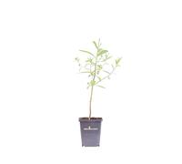 eGarden.store - Pianta vera di Euphorbia Palustris - Altezza pianta 30 cm Diametro vaso: 9 cm - Pianta resistente al caldo e freddo con fiore giallo ideale per decorare balcone e giardino
