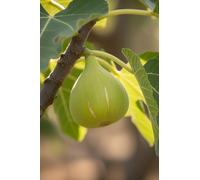 eGarden.store - Pianta vera di Fico o Fioreone o Ficus Carica diverse varietà 2 anni - Albero da frutta commestibile da coltivare in giardino o in vaso (San Pietro)