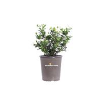 eGarden.store - Pianta vera di Gardenia Jasminoides Kleim's Hardy - Altezza pianta: 20/25 cm Diametro vaso: 19 cm - Pianta compatta con fioritura prolungata e profumata da coltivare all'esterno