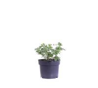 eGarden.store - Pianta vera di Geranio - Geranium Lakwijk Star | Altezza: 20 cm - Diametro vaso: 17 cm | Rustica, tappezzante fiori lilla fioritura prolungata facile da coltivare all'esterno