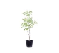 eGarden.store - Pianta vera di Giuggiolo Cespuglio - Altezza pianta: 60 cm Diametro vaso: 18 cm - Pianta da frutto compatta con portamento a cespuglio da coltivare all'esterno in giardino o in vaso