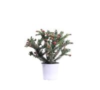 eGarden.store - Pianta vera di Grevillea Lanigera Winter Wonder | Altezza: 30 cm - Diametro vaso: 15 cm - Arbusto tappezzante fiore rosso ornamentale da coltivare all'esterno