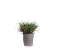 eGarden.store - Pianta vera di Isolepis Cernua o Erba Fibra Ottica | Altezza 25 cm - Diametro vaso: 19 cm | erbacea palustre ornamentale da coltivare all'esterno