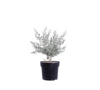 eGarden.store - Pianta vera di Leptospermum Laniger Silver Sheen o Manuka - Altezza pianta: 45 cm Diametro vaso:24 cm - Arbusto dalla fioritura bianca e resistenza alle basse temperature da esterno