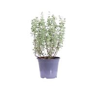 eGarden.store - Pianta vera di Maggiorana Origanum Majorana - Altezza pianta: 15/20 cm Diametro vaso: 14 cm - pianta aromatica profumata commestibile da usare in cucina da coltivare all'esterno