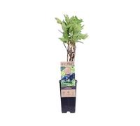 eGarden.store - Pianta vera di Mirtillo Siberiano Lonicera Kamtschatika - Altezza pianta: 30 cm Dimensione vaso: 15 cm - Arbusto rustico da frutto resistente al freddo facile da coltivare all'esterno