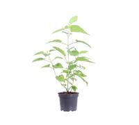 eGarden.store - Pianta vera di Ortensia Americana Hydrangea Arborescens Annabelle - Altezza pianta: 50 cm Diametro vaso: 17 cm - Arbusto ornamentale perenne fioritura bianca estiva