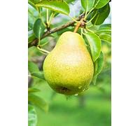 eGarden.store - Pianta vera di Pero Pyrus Communis diverse varietà disponibili - Albero da frutto già innestato in vaso età 2 anni ottima fruttificazione facile da coltivare all'esterno (Favarsa)