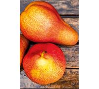 eGarden.store - Pianta vera di Pero Pyrus Communis diverse varietà disponibili - Albero da frutto già innestato in vaso età 2 anni ottima fruttificazione facile da coltivare all'esterno (Coscia)