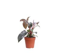 eGarden.store - Pianta vera di Philodendron Florida Bronze o Filodendro - Altezza 20 cm Diametro vaso: 12 cm - Ornamenta dalle foglie color bronzo ideale per arredare casa e ufficio