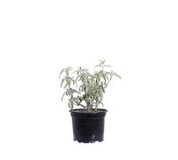 eGarden.store - Pianta vera di Phlomis Fruticosa o Salvione Giallo o Salvia di Gerusalemme diverse grandezze - Arbusto ornamentale a fiore giallo da coltivare all'esterno (Vaso 17 cm)