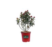 eGarden.store - Pianta vera di Rosa Nana - Altezza pianta: 30 cm Diametro vaso: 19 cm - Cespuglio compatto di Rosa rossa rifiorente e resistente adatta per dimensioni sia a giardino che balcone