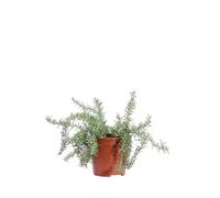 eGarden.store - Pianta vera di Rosmarino Rosmarinus Officinalis Prostratus Capri - Aromatica profumata con portamento prostrato o ricadente commestibile da coltivare all'esterno