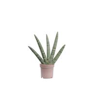 eGarden.store - Pianta vera di Sansevieria Cylindrica Handshake diverse grandezze - Pianta esotica con foglie carnose facile da coltivare ideale per arredare casa e ufficio (Vaso 12 cm)
