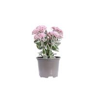 eGarden.store - Pianta vera di Sedum Telephium La Vie En Rose - Altezza pianta15 cm Diametro vaso: 13 cm - Pianta succulenta ornamentale da esterno fiori rosa