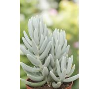 eGarden.store - Pianta vera di Senecio Haworthii Mont Blanc - Altezza pianta: 10 cm Diametro vaso: 10 cm - Pianta succulenta dal fogliame bianco ideale come ornamentale per interno o esterno