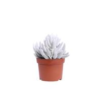 eGarden.store - Pianta vera di Senecio Haworthii Mont Blanc - Altezza pianta: 8 cm Diametro vaso: 8 cm - Pianta succulenta dal fogliame bianco ideale come ornamentale per interno o esterno
