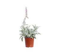 eGarden.store - Pianta vera di Stachys Lanata o Stachys Byzantina o Orecchie d'Agnello | Altezza 25 cm - Diametro vaso: 17 cm | Tappezzante argentea mordida da esterno