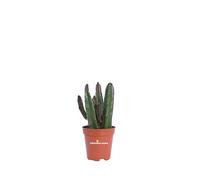 eGarden.store - Pianta vera di Stapelia Leendertziae - Altezza pianta: 8 cm Diametro vaso: 5 cm - Pianta grassa cilindrica ornamentale da arredo per la casa ie l'ufficio