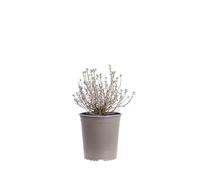 eGarden.store - Pianta vera di Teucrium Chamaedrys o Camedrio Comune | Altezza: 20 cm - Diametro vaso:19 cm | Arbusto rustico e facile da coltivare resistente al freddo da coltivare all'esterno