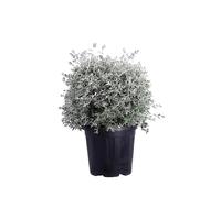 eGarden.store - Pianta vera di Teucrium Fruticans Sfera o Camedrio Femmina | Altezza 40 cm - Diametro vaso: 40 cm | Pianta ornamentale potatura sferica da coltivare all'esterno come siepe o in vaso