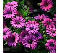 EgBert 30Pcs Africano Blu Occhi Margherita Semi Osteospermum Semi Mix Colore Fiore