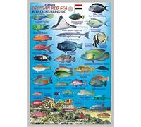 Egyptian Red Sea Reef Creatures Guide Franko Maps Laminated Fish Card 4" x 6"