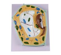 EHJRE Inside Model Section Classroom Learning Teaching Toy Study di compleanno Kit scientifico Struttura microscopica, Modello di Cellule Vegetali