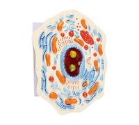 EHJRE Inside Model Section Classroom Learning Teaching Toy Study di compleanno Kit scientifico Struttura microscopica, Modello di Cellule Animali