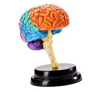 EHJRE Modello di Cervello Umano Strumento di Anatomia Modello di Funzione Cerebrale per Il