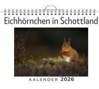 Eichhörnchen in Schottland: (Wandkalender 2026, Kalender DIN A4 quer, Monatskalender im Querformat mit Kalendarium, das perfekte Geschenk)