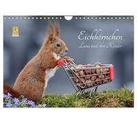 Eichhörnchen Luna und ihre Kinder (Wandkalender 2026 DIN A4 quer), CALVENDO Monatskalender: Zauberhafte Großaufnahmen von wilden Fotostars