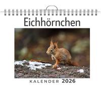 Eichhörnchen: (Wandkalender 2026, Kalender DIN A4 quer, Monatskalender im Querformat mit Kalendarium, das perfekte Geschenk)