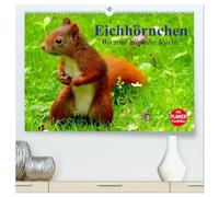 Eichhörnchen. Wo sind bloß die Nüsse? (hochwertiger Premium Wandkalender 2026 DIN A2 quer), Kunstdruck in Hochglanz: Die flinken Kletterer und Nüsseknacker unserer Wälder und Parkanlagen