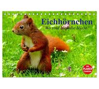 Eichhörnchen. Wo sind bloß die Nüsse? (Tischkalender 2026 DIN A5 quer), CALVENDO Monatskalender: Die flinken Kletterer und Nüsseknacker unserer Wälder und Parkanlagen