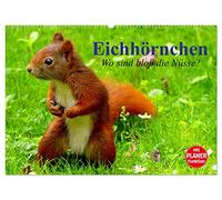 Eichhörnchen. Wo sind bloß die Nüsse? (Wandkalender 2026 DIN A2 quer), CALVENDO Monatskalender: Die flinken Kletterer und Nüsseknacker unserer Wälder und Parkanlagen