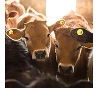 EIMSOAH Set di 100 Marcatori per Etichette Auricolari con Numeri Rotondi per Bestiame in Giallo per Bovini Ovini Suini, Strumento Essenziale per la Gestione Dell'azienda Agricola e il Monitoraggio