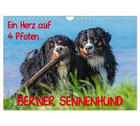Ein Herz auf 4 Pfoten - Berner Sennenhund (Wandkalender 2027 DIN A4 quer), CALVE